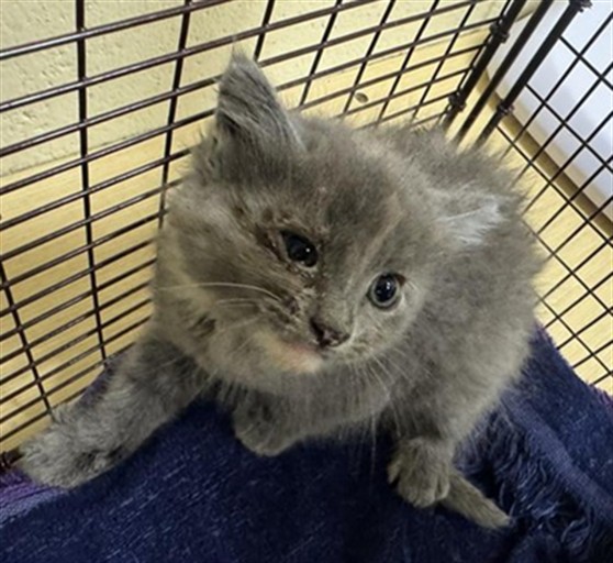 Shelter Stray Female Cat last seen GIBRALTAR ST & BONFAIR AVE, Sacramento, CA 95818