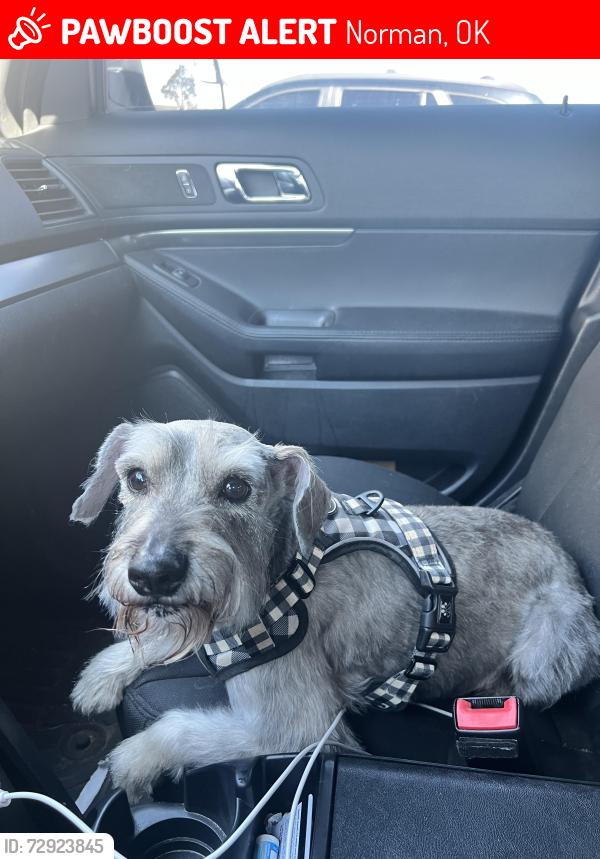 Lost Male Dog last seen Robinson St and 36th Ave, Norman, OK 73026
