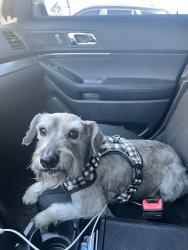 Lost Male Dog last seen Robinson St and 36th Ave, Norman, OK 73026