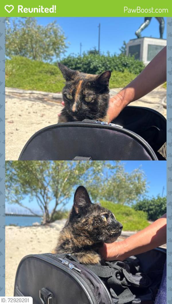 Reunited Female Cat last seen Indiana St & 22nd St , San Francisco, CA 94107