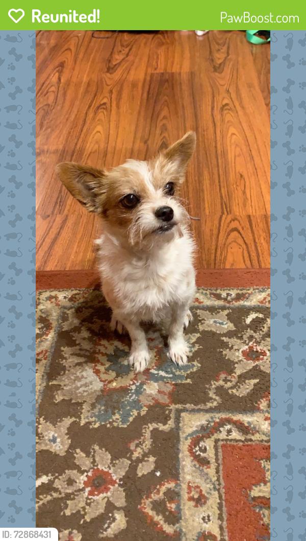 Reunited Male Dog last seen Hamillcrest Dr, Houston, TX 77014