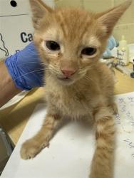 Shelter Stray Male Cat last seen STOCKTON BLVD & BROADWAY, Sacramento, CA 95818