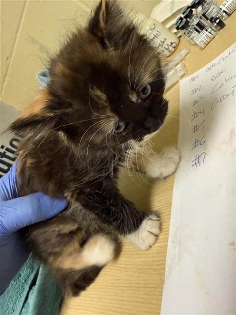 Shelter Stray Female Cat last seen STOCKTON BLVD & BROADWAY, Sacramento, CA 95818