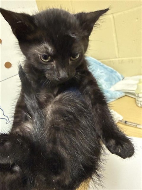 Shelter Stray Male Cat last seen STOCKTON BLVD & BROADWAY, Sacramento, CA 95818