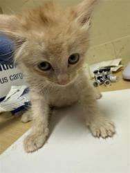 Shelter Stray Male Cat last seen STOCKTON BLVD & BROADWAY, Sacramento, CA 95818