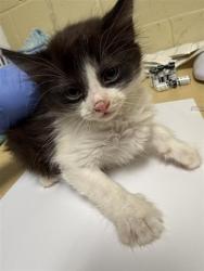 Shelter Stray Male Cat last seen STOCKTON BLVD & BROADWAY, Sacramento, CA 95818