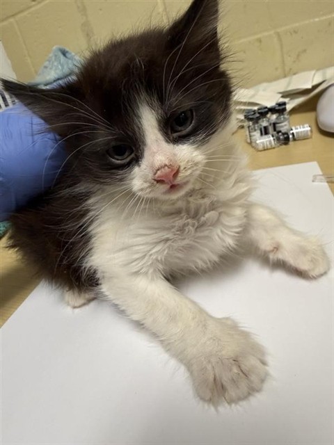 Shelter Stray Male Cat last seen STOCKTON BLVD & BROADWAY, Sacramento, CA 95818