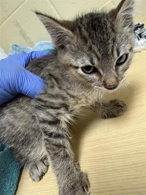 Shelter Stray Male Cat last seen STOCKTON BLVD & BROADWAY, Sacramento, CA 95818