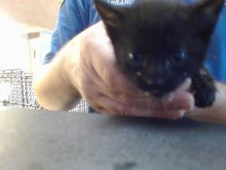Shelter Stray Male Cat last seen 45TH ST/ROOSEVELT AVE, 95820, Sacramento, CA 95827