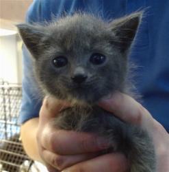 Shelter Stray Male Cat last seen 45TH ST/ROOSEVELT AVE, 95820, Sacramento, CA 95827