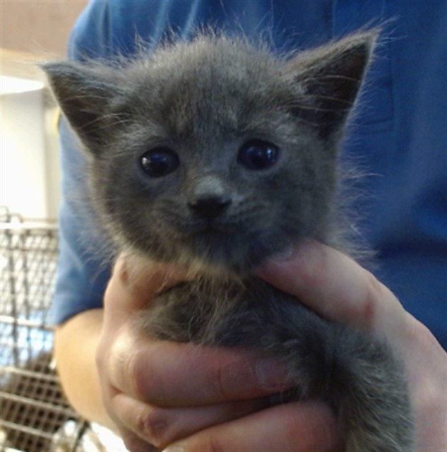 Shelter Stray Male Cat last seen 45TH ST/ROOSEVELT AVE, 95820, Sacramento, CA 95827
