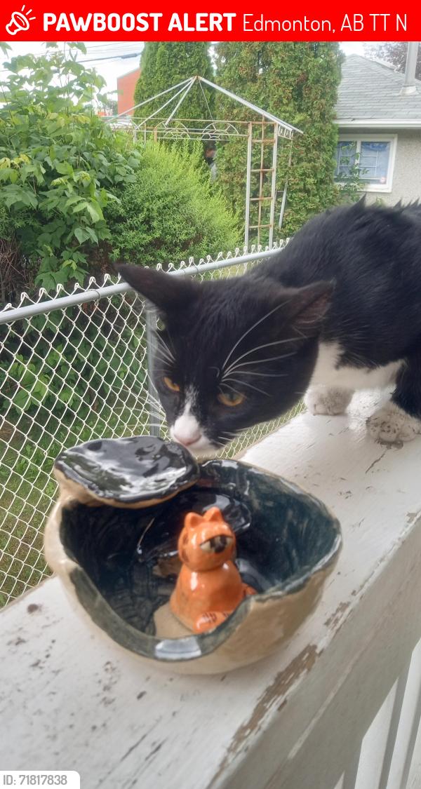Lost Female Cat last seen Maple way and Maple Rd, Edmonton, AB T6T 2N3