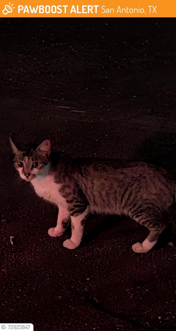 Found/Stray Unknown Cat last seen Old color art building Zarazomra and centineniel , San Antonio, TX 78211