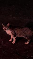 Found/Stray Unknown Cat last seen Old color art building Zarazomra and centineniel , San Antonio, TX 78211