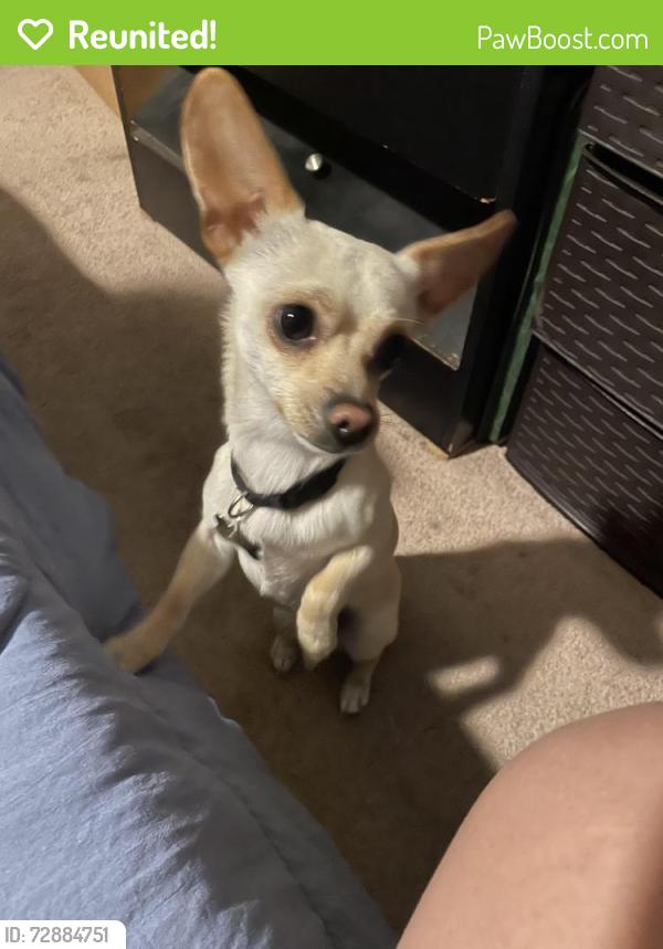 Reunited Male Dog last seen Near de garmo ave , San Fernando, CA 91340