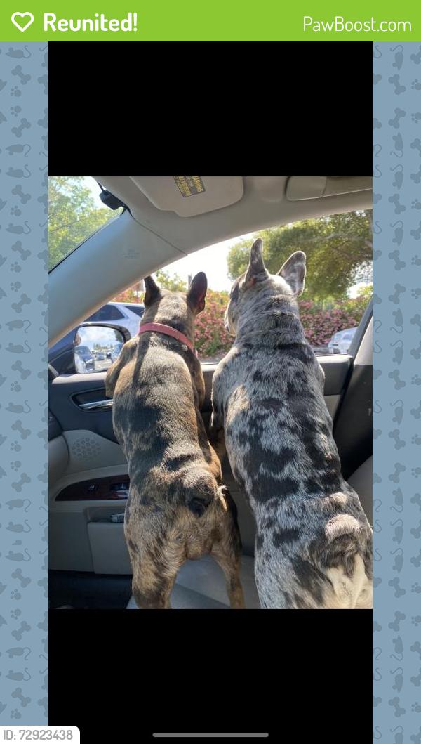 Reunited Male Dog last seen Near Sierra Rd, San Jose, CA 95131, USA, San Jose, CA 95131