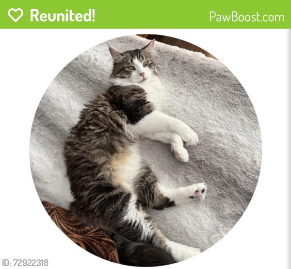 Reunited Male Cat last seen Near SE 27th Ave , Portland, OR 97202