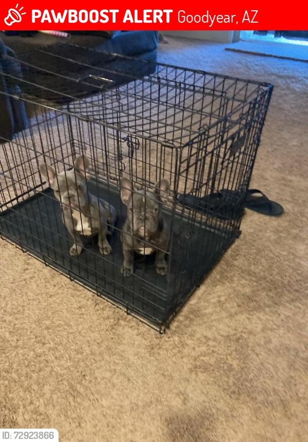 Lost Female Dog last seen Pebblecreek and McDowell , Goodyear, AZ 85395