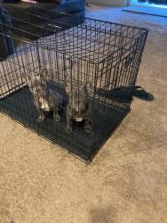 Lost Female Dog last seen Pebblecreek and McDowell , Goodyear, AZ 85395