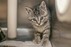 Shelter Stray Male Cat last seen HUNTERSVILLE, Charlotte, NC 28217
