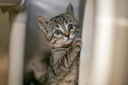 Shelter Stray Female Cat last seen HUNTERSVILLE, Charlotte, NC 28217