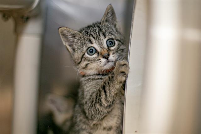 Shelter Stray Female Cat last seen HUNTERSVILLE, Charlotte, NC 28217