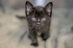 Shelter Stray Male Cat last seen CHARLOTTE, Charlotte, NC 28217