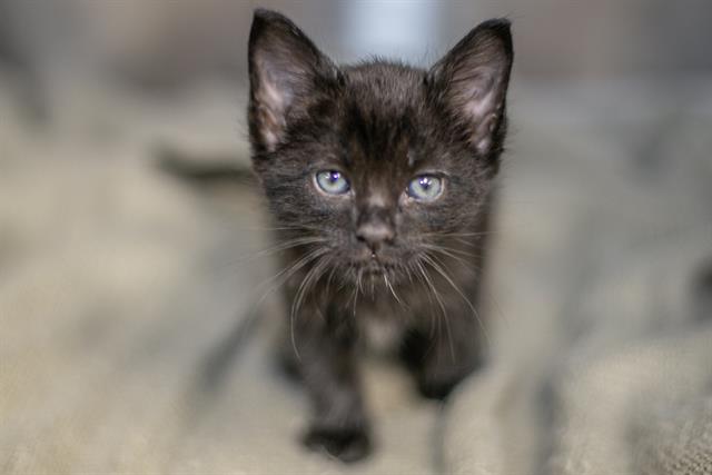 Shelter Stray Male Cat last seen CHARLOTTE, Charlotte, NC 28217