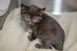 Shelter Stray Female Cat last seen CHARLOTTE, Charlotte, NC 28217