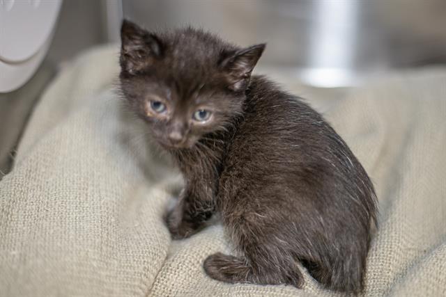 Shelter Stray Female Cat last seen CHARLOTTE, Charlotte, NC 28217