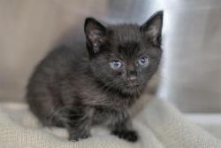 Shelter Stray Female Cat last seen CHARLOTTE, Charlotte, NC 28217