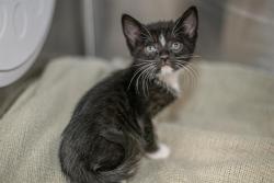 Shelter Stray Female Cat last seen CHARLOTTE, Charlotte, NC 28217