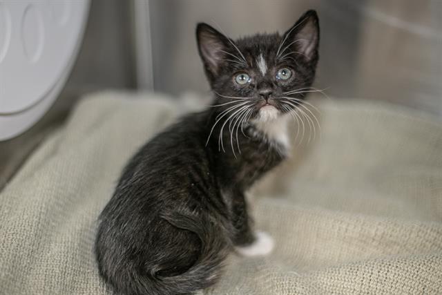 Shelter Stray Female Cat last seen CHARLOTTE, Charlotte, NC 28217