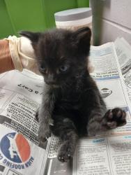 Shelter Stray Female Cat last seen Near BLOCK BAXTER CREEK DR, Jacksonville, FL 32204