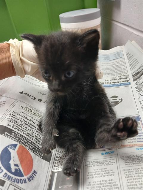 Shelter Stray Female Cat last seen Near BLOCK BAXTER CREEK DR, Jacksonville, FL 32204