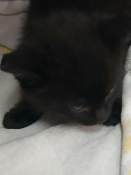Shelter Stray Male Cat last seen Near BLOCK BAXTER CREEK DR, Jacksonville, FL 32204