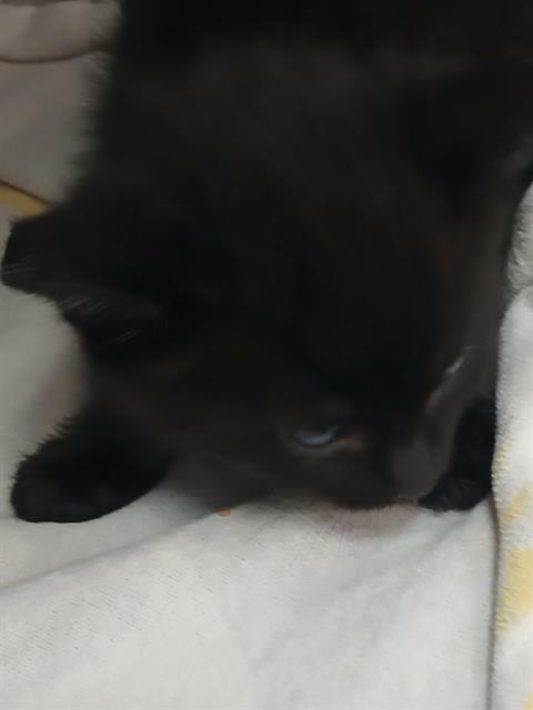 Shelter Stray Male Cat last seen Near BLOCK BAXTER CREEK DR, Jacksonville, FL 32204