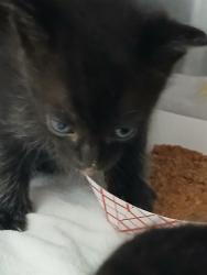 Shelter Stray Male Cat last seen Near BLOCK BAXTER CREEK DR, Jacksonville, FL 32204
