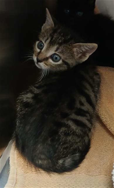 Shelter Stray Female Cat last seen Near BLOCK BAXTER CREEK DR, Jacksonville, FL 32204