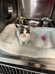 Shelter Stray Female Cat last seen FOSTER RETURN, Jacksonville, FL 32204