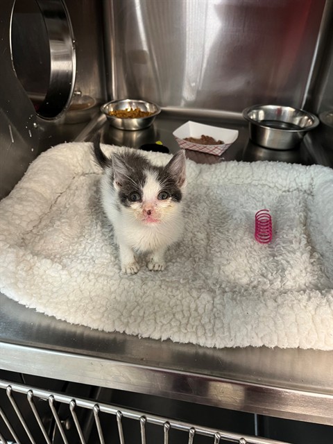 Shelter Stray Female Cat last seen FOSTER RETURN, Jacksonville, FL 32204