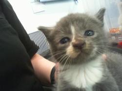 Shelter Stray Male Cat last seen CHARLOTTE, Charlotte, NC 28217