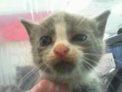 Shelter Stray Female Cat last seen CHARLOTTE, Charlotte, NC 28217