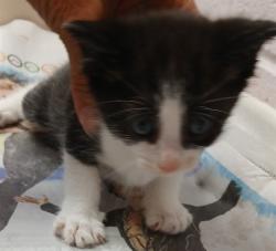 Shelter Stray Male Cat last seen Near BLOCK COMMONWEALTH AVE, Jacksonville, FL 32204