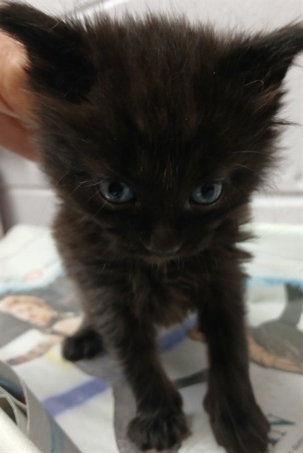 Shelter Stray Male Cat last seen Near BLOCK COMMONWEALTH AVE, Jacksonville, FL 32204
