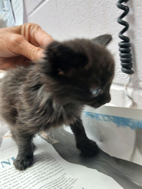 Shelter Stray Male Cat last seen Near BLOCK COMMONWEALTH AVE, Jacksonville, FL 32204