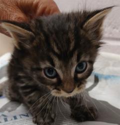 Shelter Stray Male Cat last seen Near BLOCK COMMONWEALTH AVE, Jacksonville, FL 32204