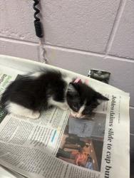 Shelter Stray Female Cat last seen , Jacksonville, FL 32204