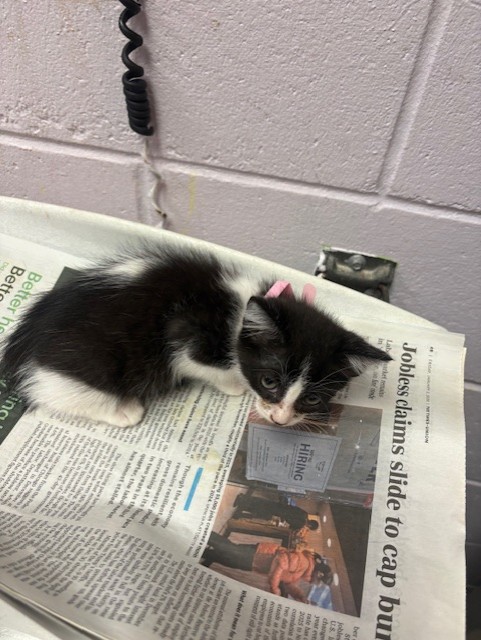 Shelter Stray Female Cat last seen , Jacksonville, FL 32204