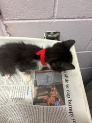 Shelter Stray Female Cat last seen , Jacksonville, FL 32204